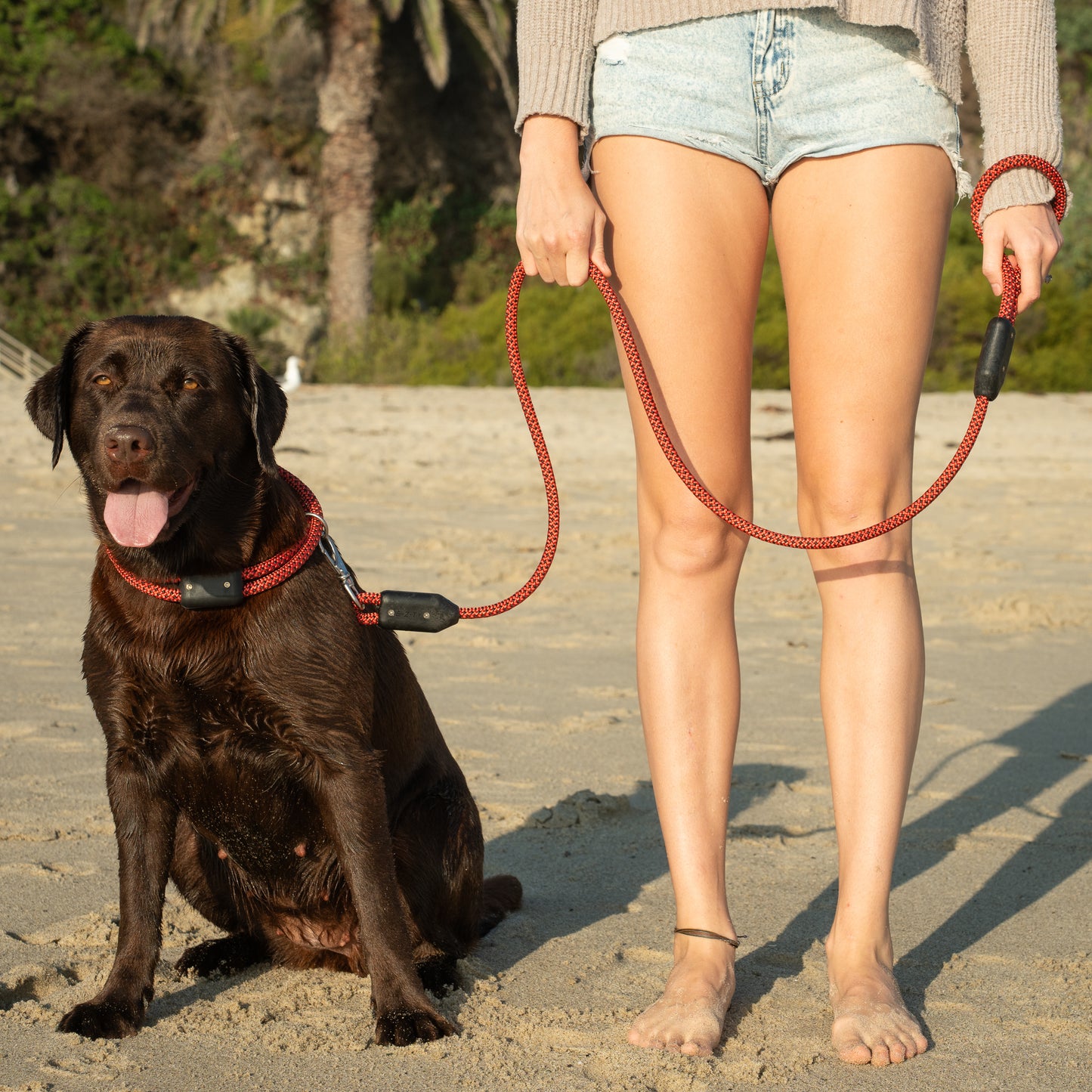 Colorado Rope Dog Leash, A Woman Holds a Labrador Retriever with a Rope Dog Leash and a Rope Dog Collar on an Ocean Beach