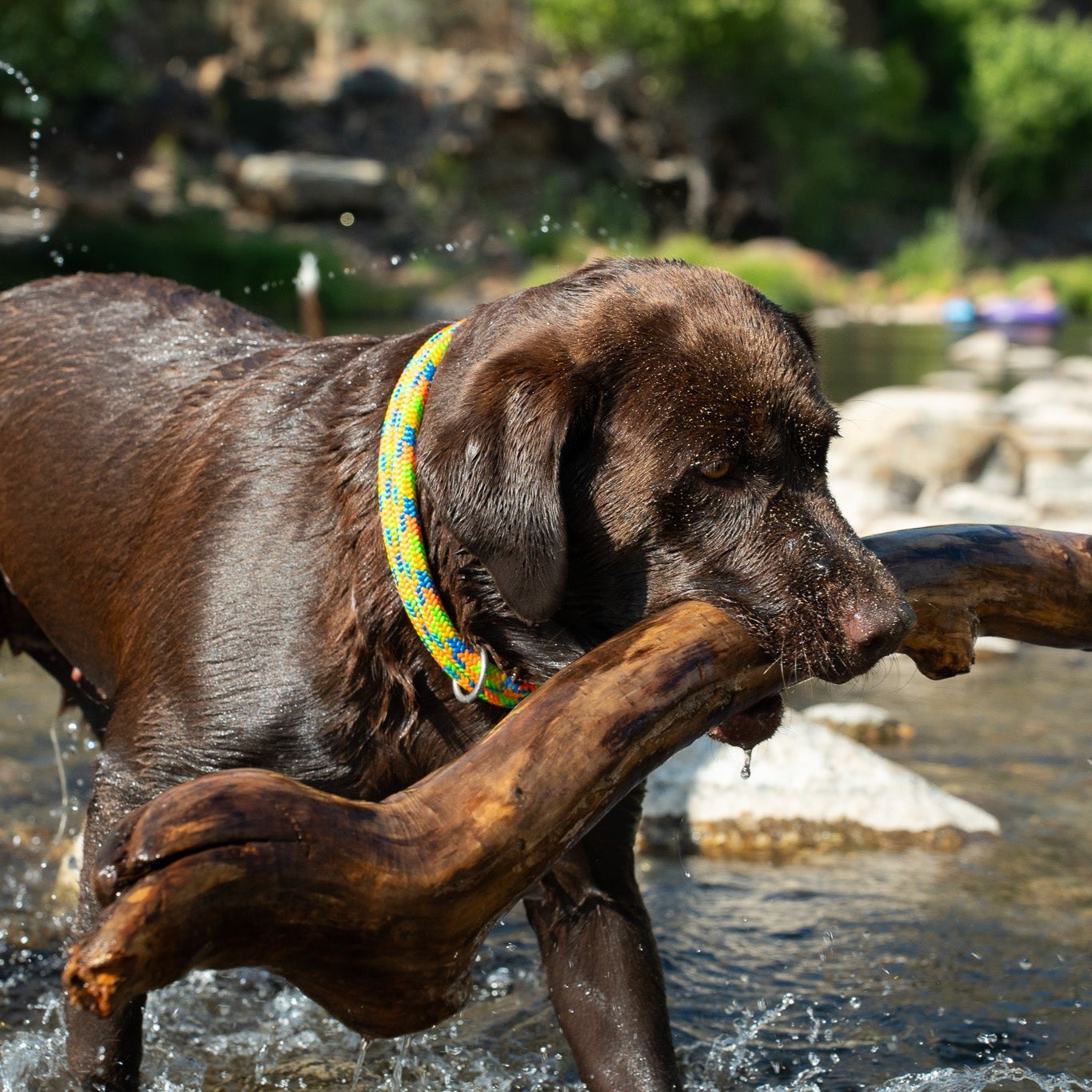 Powell Rope Dog Collar, Labrador Retriever Dog Walks Through River Rocks with Rope Dog Collar and Stick In Mouth
