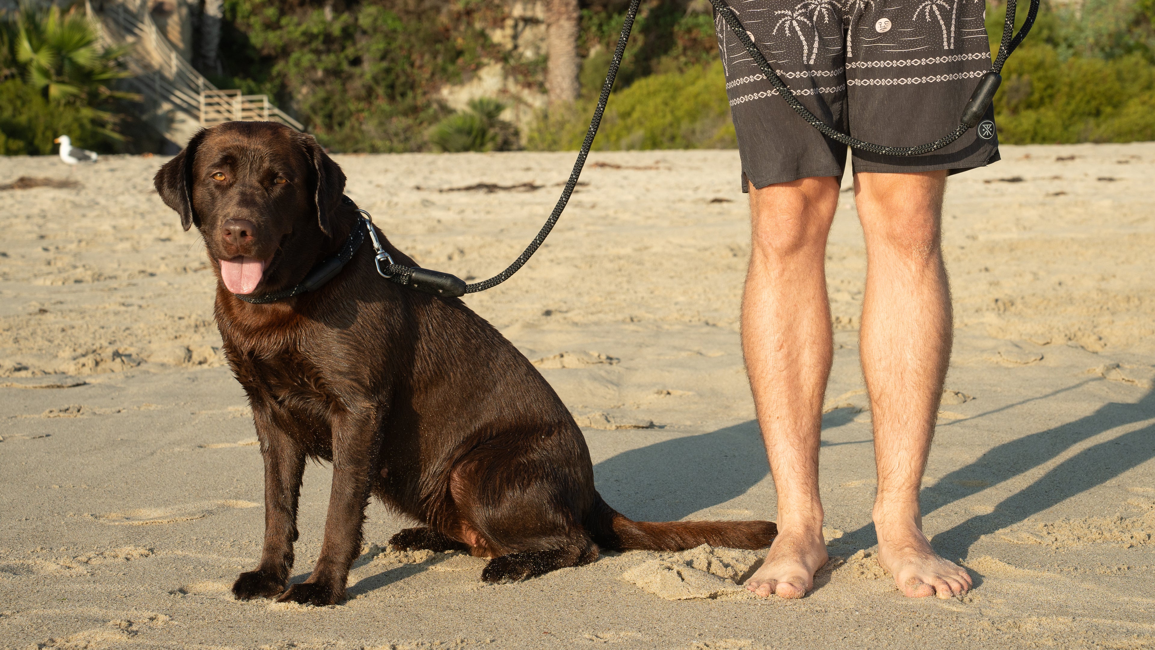 Arrowhead rope dog leash, a man stands holding a rope dog leash attached to a labrador retriever wearing a rope dog collar
