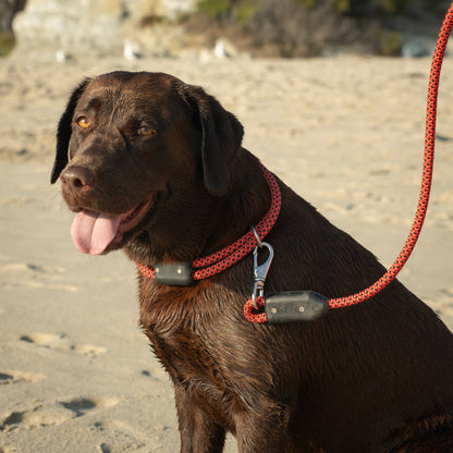 Colorado Rope Dog Collar, A Dog Sits on a Beach with a Rope Dog Collar and Rope Dog Leash Attached