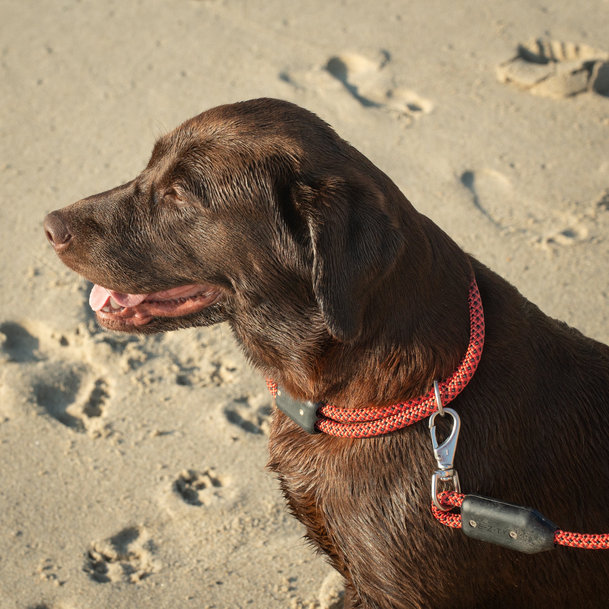 Colorado Rope Dog Collar, A Dog Sits on a Beach Wearing a Rope Dog Collar Attached to a Rope Dog Leash