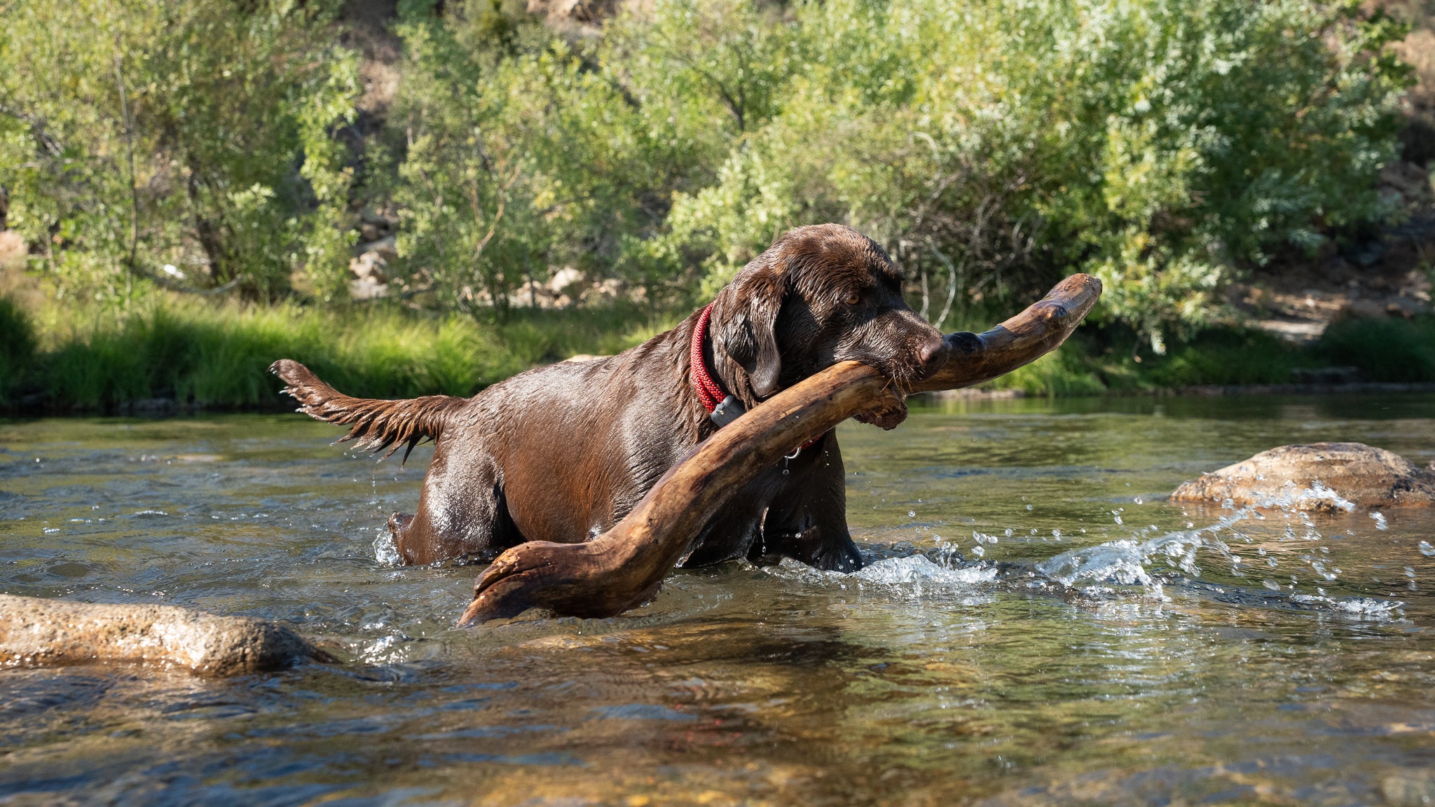 Colorado Rope Dog collar, Labrador Retriever Dog with Rope Dog Leash and Rope Dog Collar plays fetch with a stick in a river