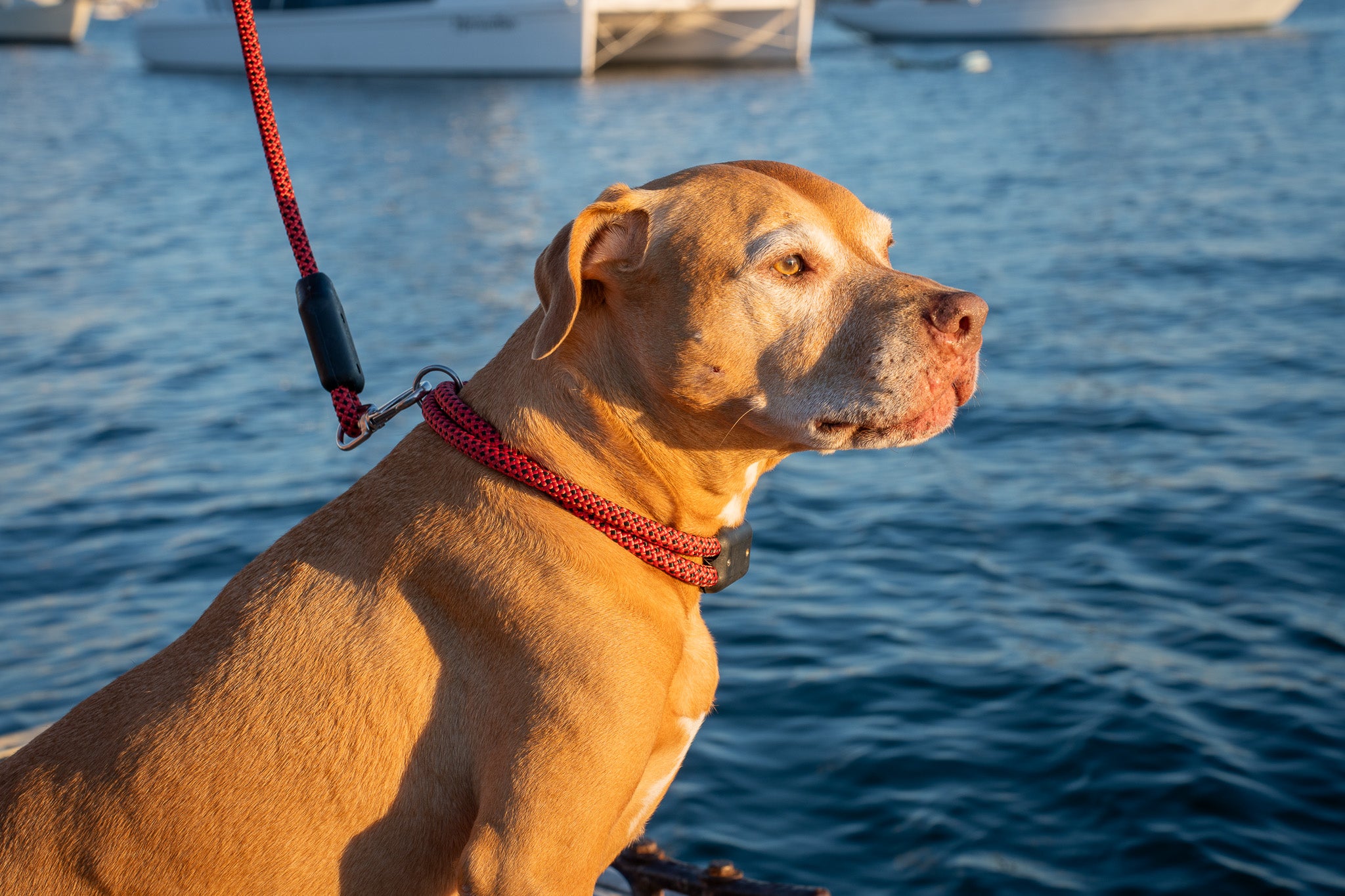 Colorado Rope Dog Leash, A pit bull dog sits on a dock wearing a rope dog collar attached to a rope dog leash