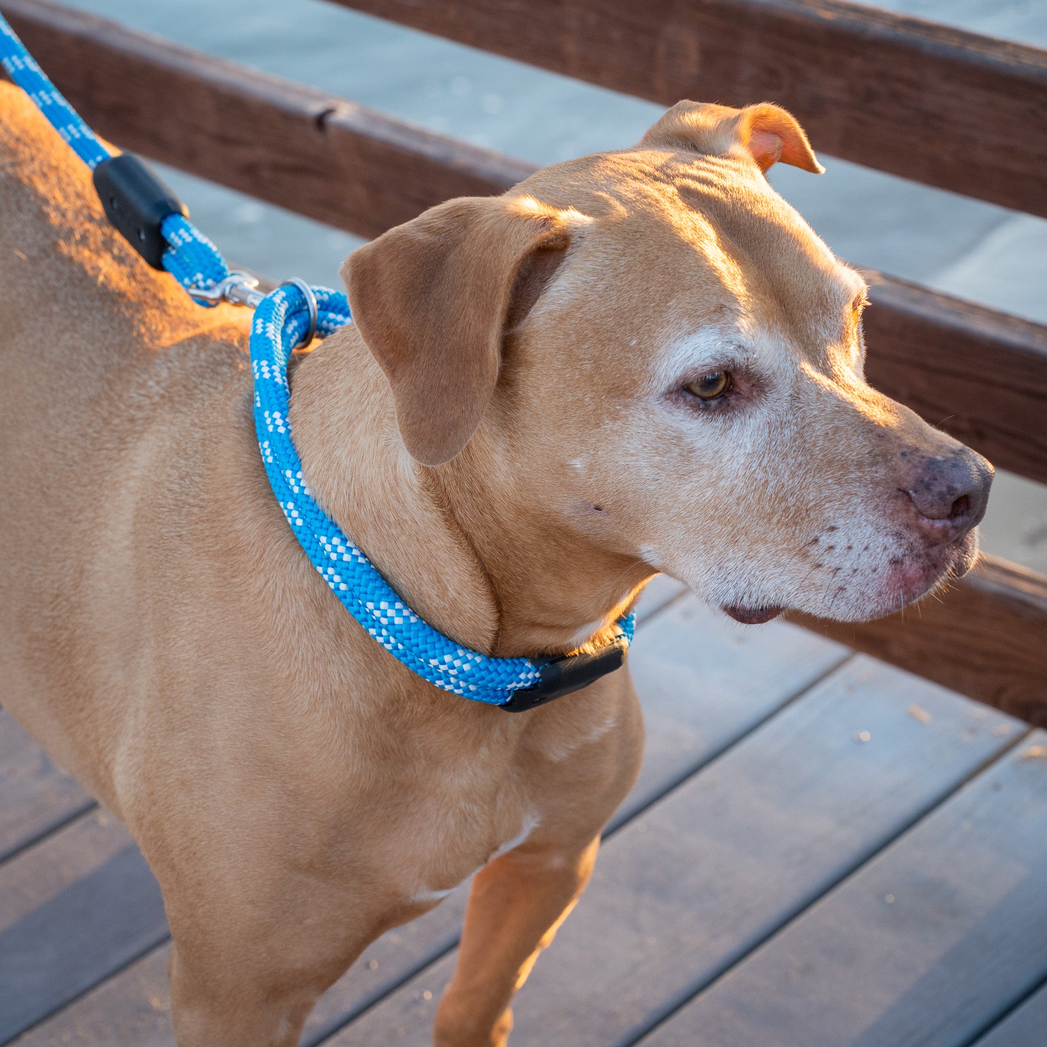 Pacific Rope Dog Collar, Pit Bull Dog with Rope Dog Leash and Rope Dog Collar on Ocean Dock