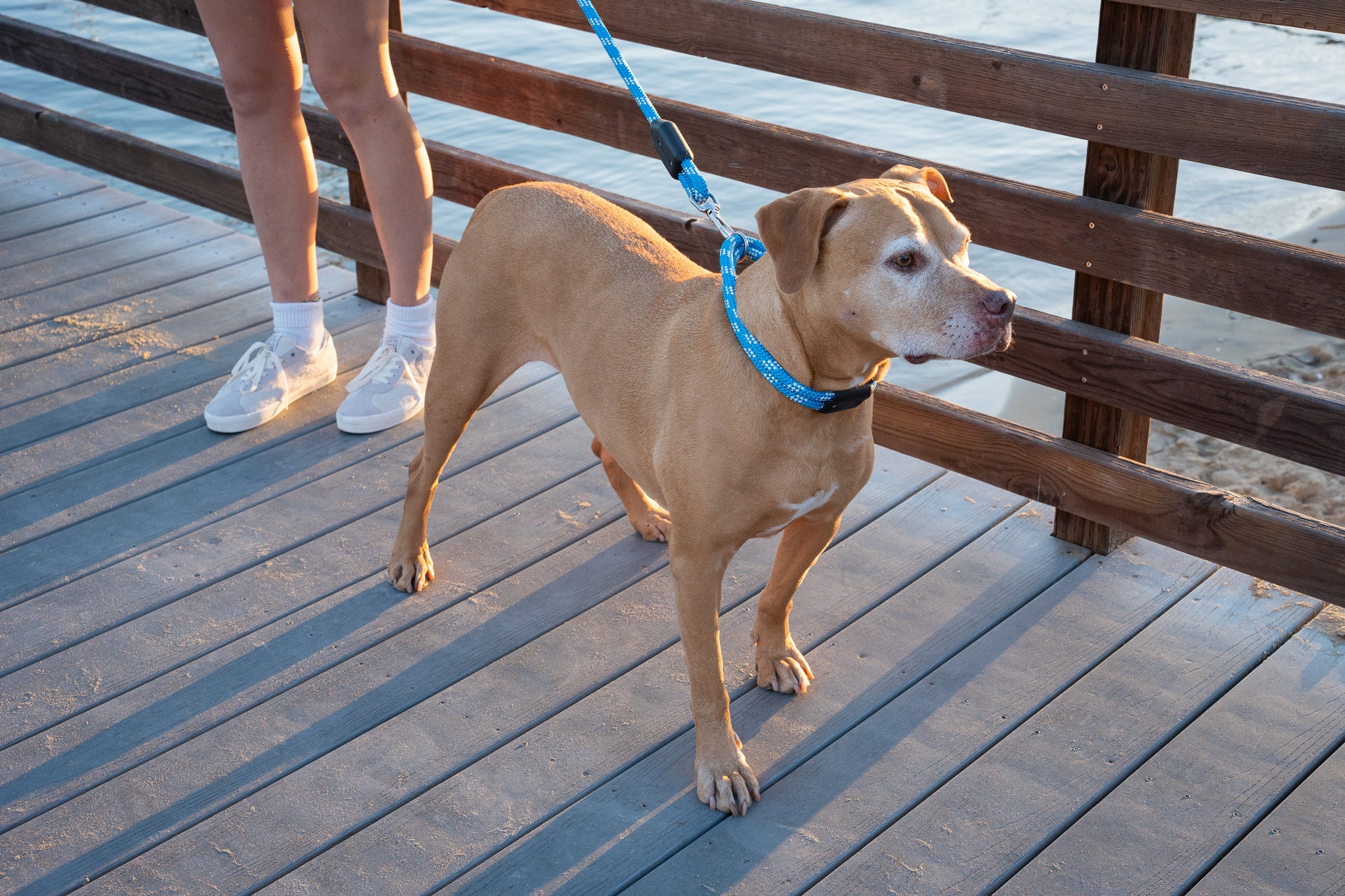 Pacific Rope Dog Collar, a woman holds a pit bull dog with a rope dog leash and a rope dog collar on an ocean dock