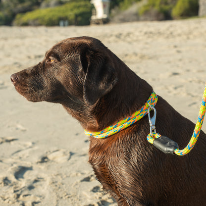 Powell Rope Dog Collar, Labrador Retriever Dog Sits with Rope Dog Leash and Rope Dog Collar on Ocean Beach