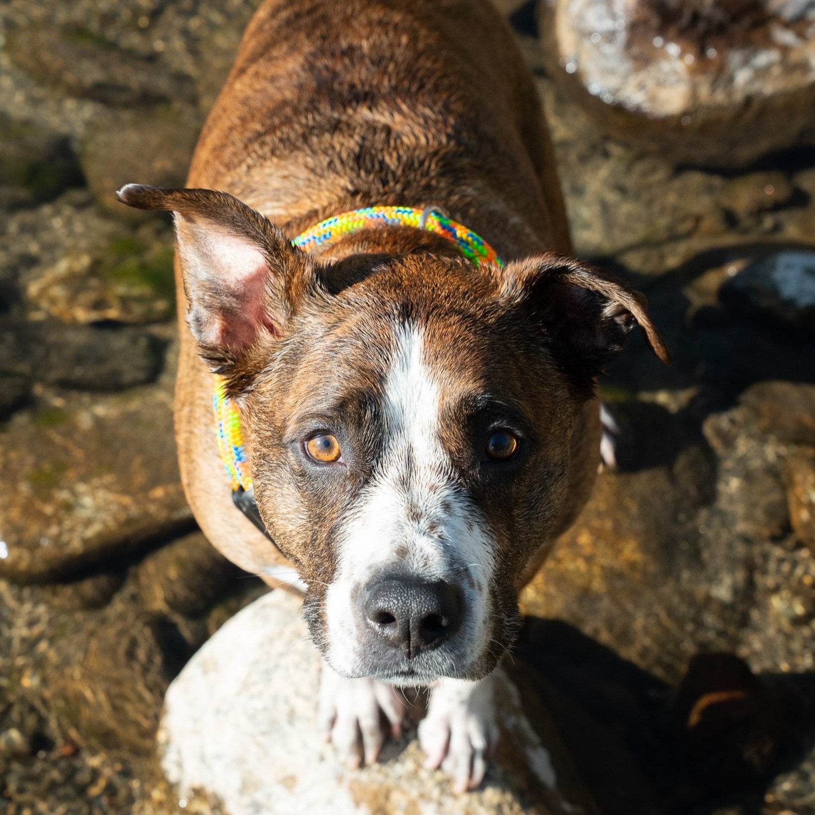 A mutt dog stands on a rock in a river wearing a rope dog colla