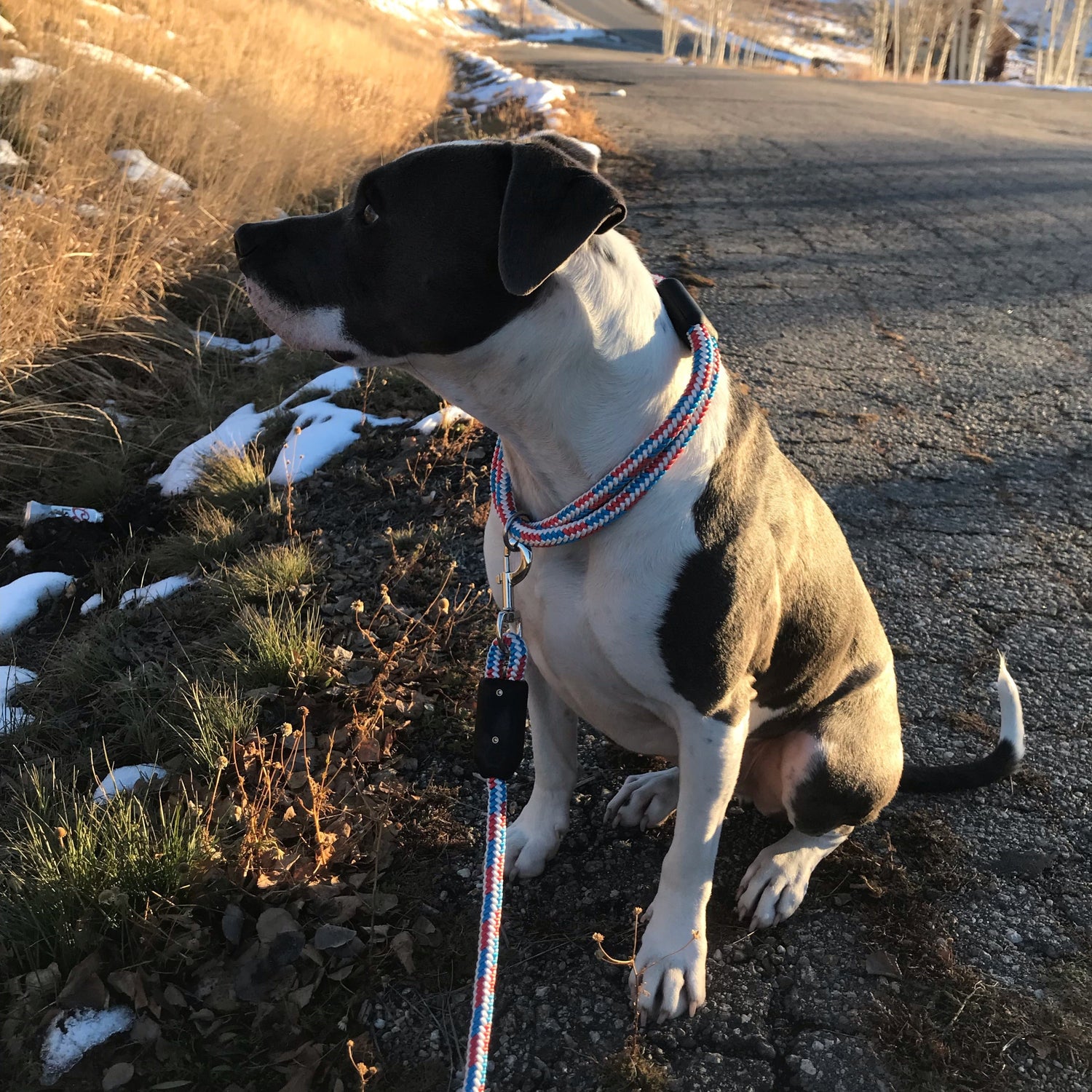 a dog sits on the side of the road wearing a rope dog leash and a rope dog collar